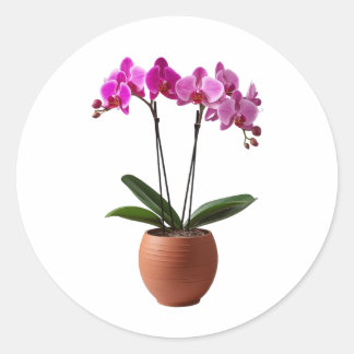 Magenta Blooming Orchid Flowers in a Pot  Runt Klistermärke