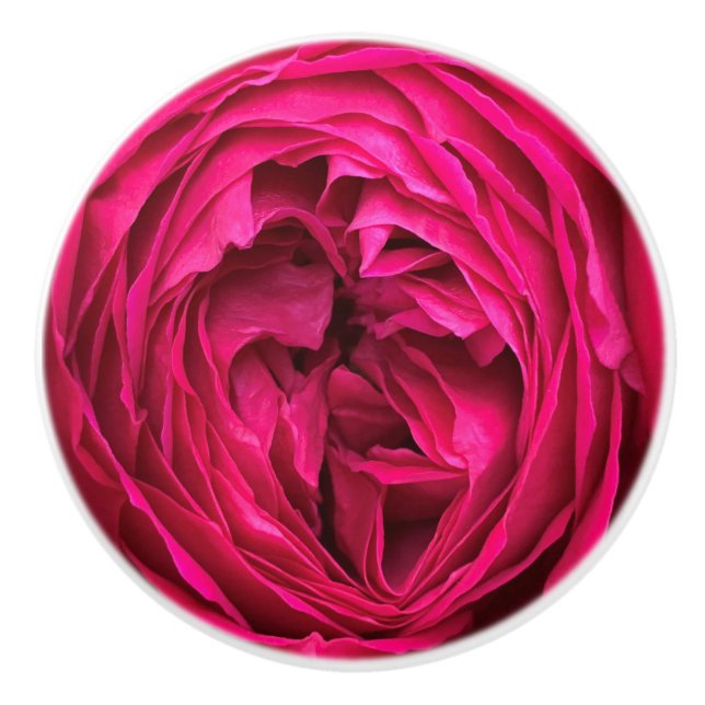 Magenta Engelska ro Knopp (Framsidan)