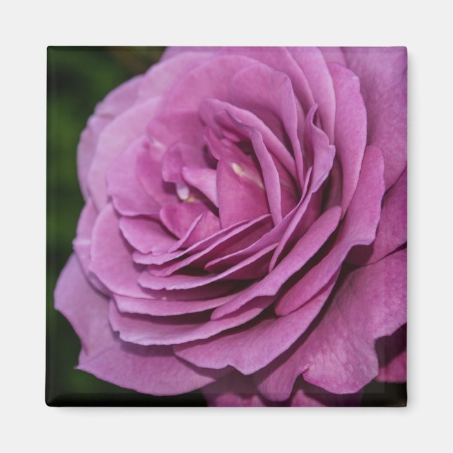 Magenta Garden Ro Magnet (Framsidan)