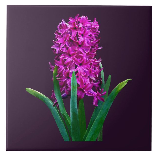 Magenta Hyacint Kakelplatta (Framsidan)