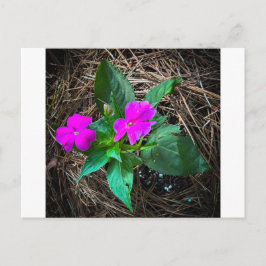 Magenta Impatiens blommor bland tallbarr Vykort