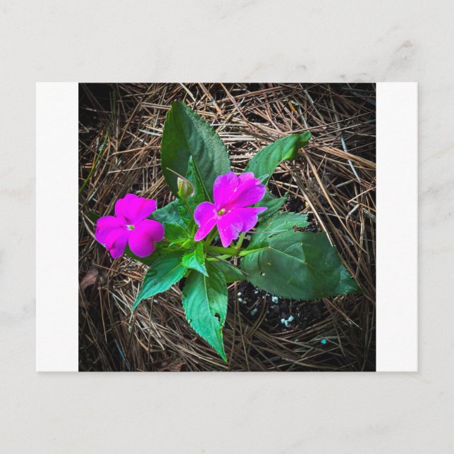 Magenta Impatiens blommor bland tallbarr Vykort (Framsida)