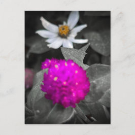 Magenta klotamarant selektiv färg blomma vykort