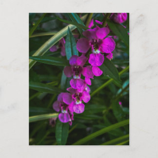 Magenta lila blommor bland gröna blad vykort