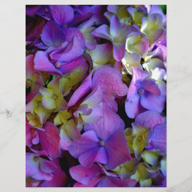 Magenta Lila blue gult Hydrangeas blommor (Framsida)