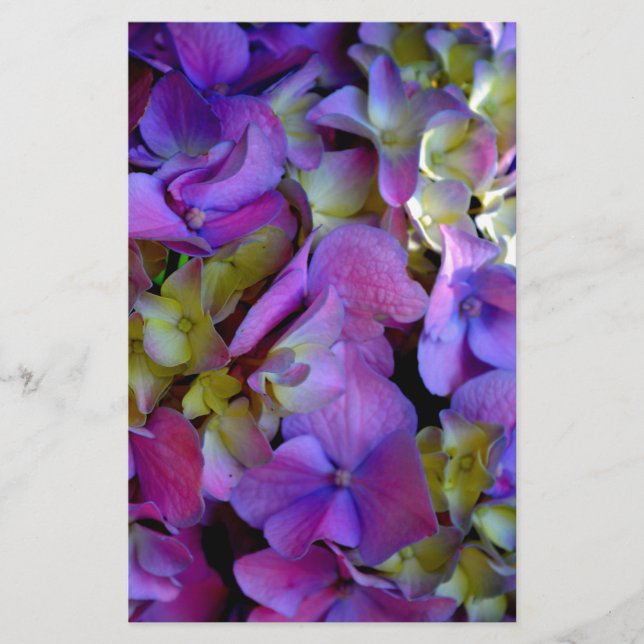 Magenta Lila blue gult Hydrangeas blommor Brevpapper (Framsida)