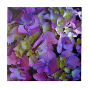 Magenta Lila blue gult Hydrangeas blommor Kakelplatta