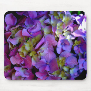 Magenta Lila blue gult Hydrangeas blommor Musmatta