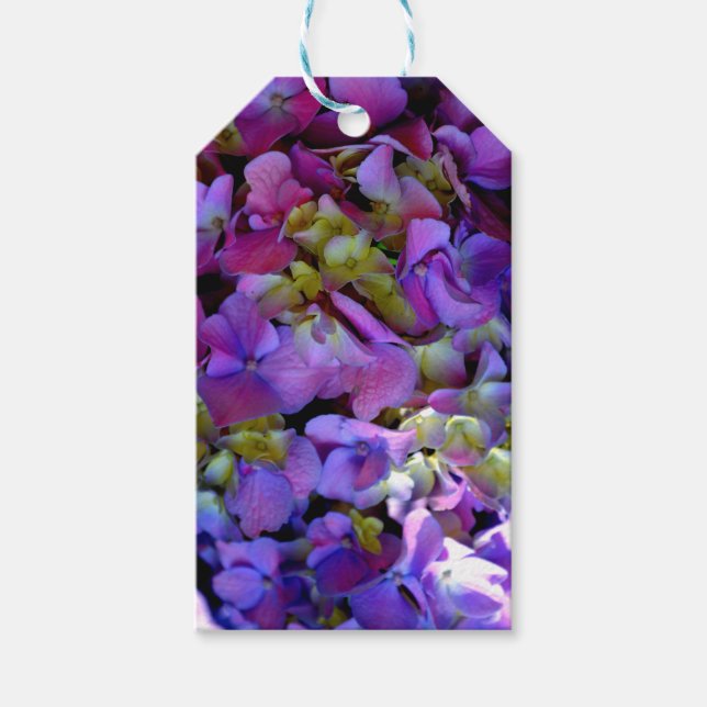 Magenta Lila blue gult Hydrangeas blommor Presentetikett (Framsidan)