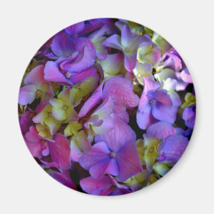 Magenta Lila Hydrangeas Lila Blue gult Magnet