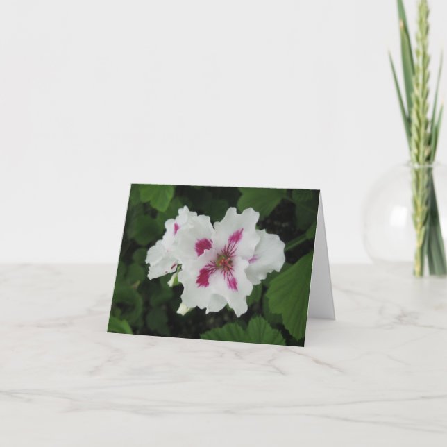 Magenta-liten födelsedag - kort (Framsida)