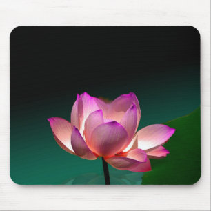 Magenta Lotus in fullt bloom, mousserande Musmatta