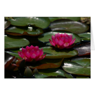 Magenta Lotus Waterlilies Hälsningskort