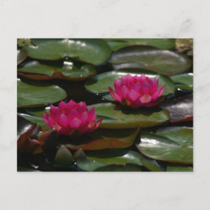 Magenta Lotus Waterlilies Vykort