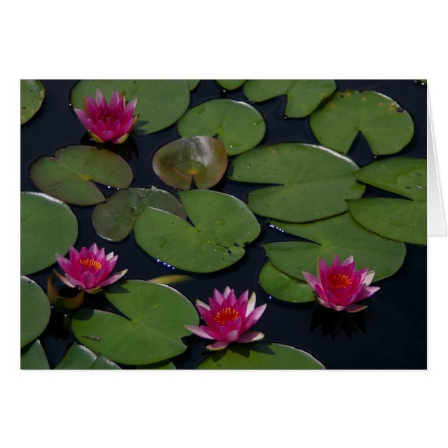 Magenta Lotus Waterlily Hälsningskort (Framsidan Horizontal)
