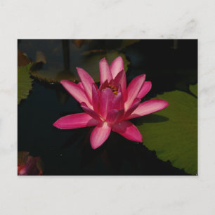 Magenta Lotus Waterlily Vykort