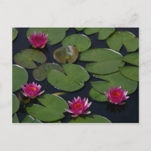 Magenta Lotus Waterlily Vykort