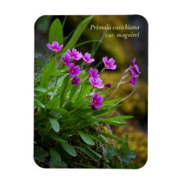Magenta Maguire Primrose Vildblomma © Sandy Long Magnet