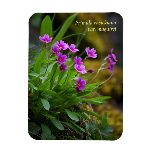 Magenta Maguire Primrose Vildblomma © Sandy Long Magnet (Vertikal)