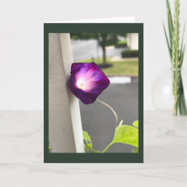 Magenta Morning Glory Blank Kort