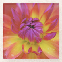 Magenta och Gult blomma