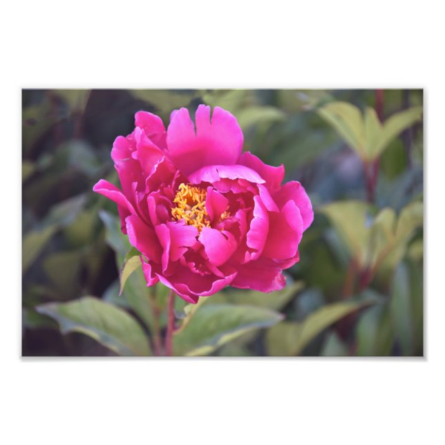Magenta Peony Fototryck (Framsidan)