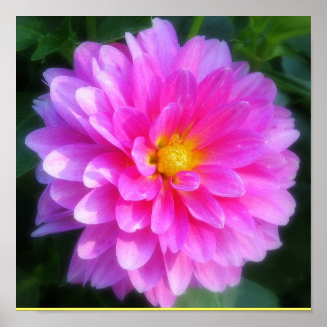 Magenta Poster blomma (Framsidan)