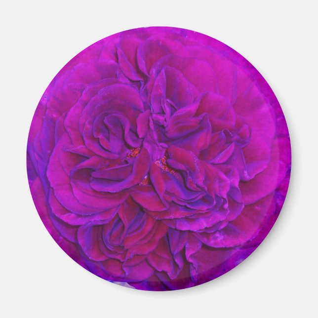 Magenta Ros Puff Magnet (Framsidan)