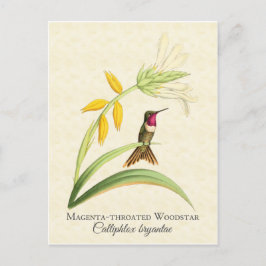 Magenta Throme Hummingbird Art Postcard Vykort