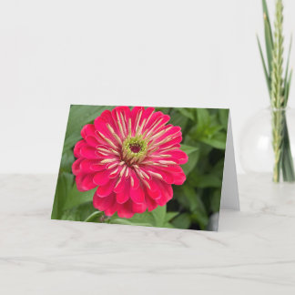 Magenta Zinnia Blank Note Card Tack Kort