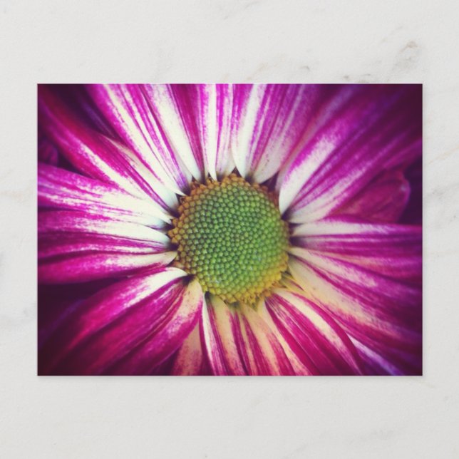 Magentans vykort för Daisy (Framsida)