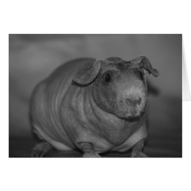 Mager gris i svartvitt kort (Framsidan Horizontal)