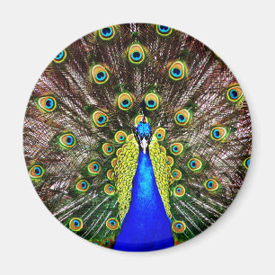 Magestic påfågel magnet