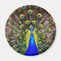 Magestic Peacock