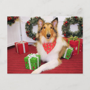 Maggie - Collie - Donohoo Vykort