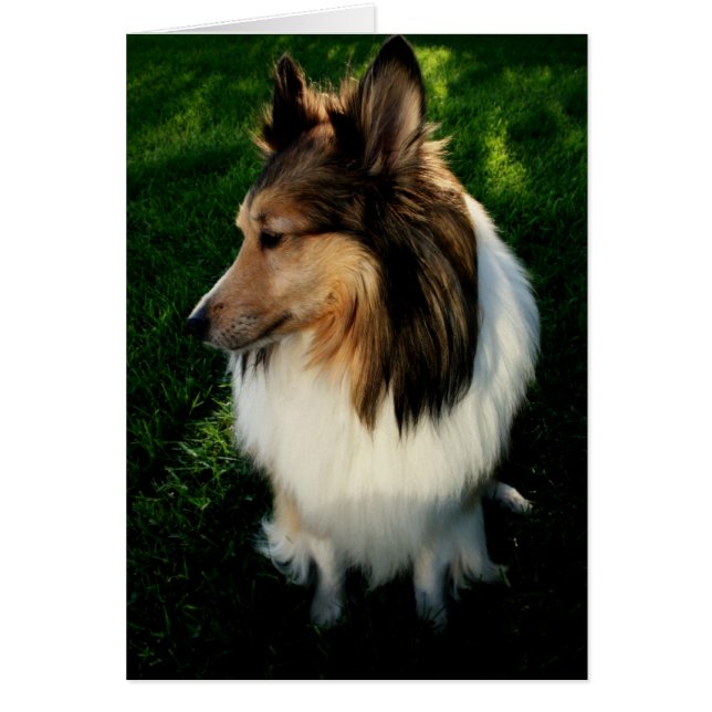 Maggie kort 2 (Framsidan)