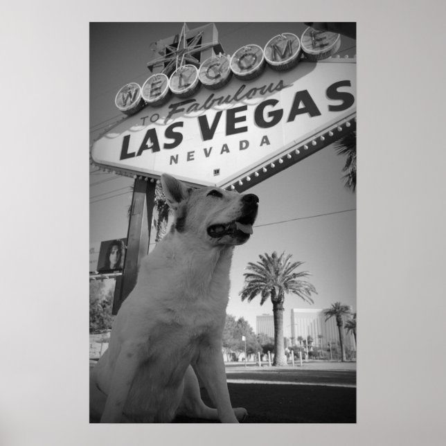 Maggie - Las Vegas Sign Poster (Framsidan)