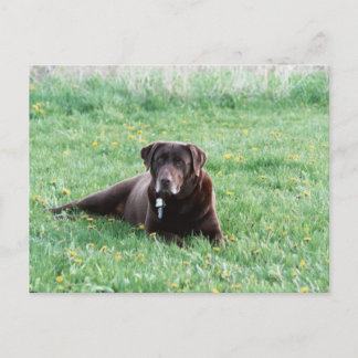 Maggie the Chocolate Lab vycard Vykort