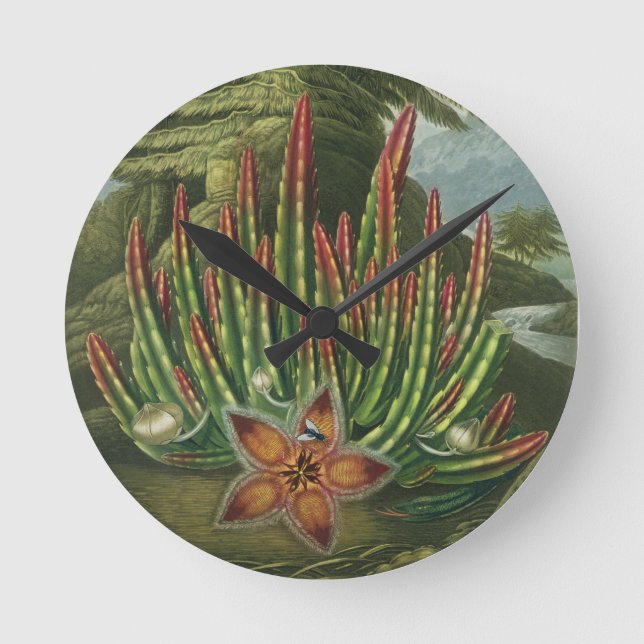 Maggot-Bearing Stapelia, graverad av Stadler. Rund Klocka (Framsida)