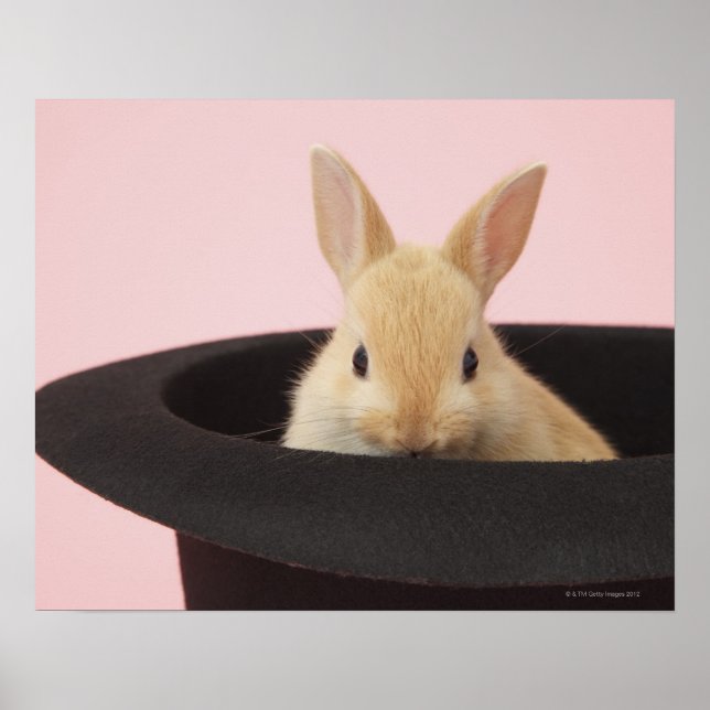 Magic Bunny Poster (Framsidan)