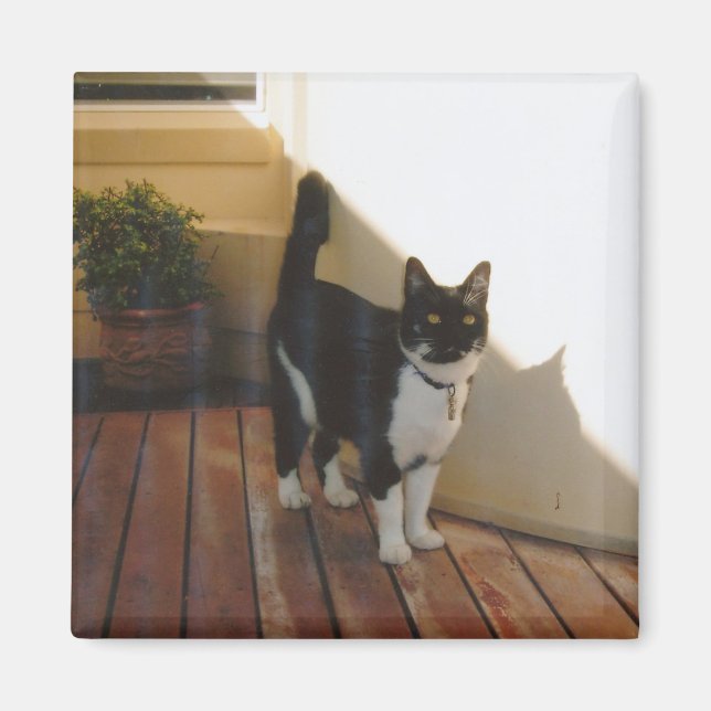 Magic Cat - Anpassad Magnet (Framsidan)