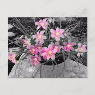 Magic Fairy Lily-vykort Vykort