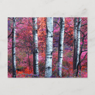 Magic Forest Vykort