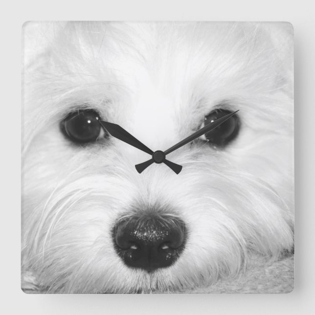 Magic Gaze Maltese i Glint of Ögon & No Fyrkantig Klocka (Framsida)