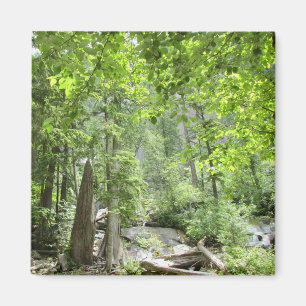 Magic Grönt Forest Scene. Magnet