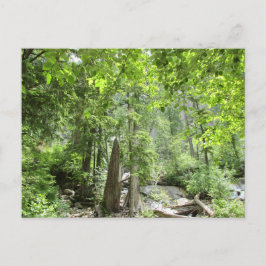 Magic Grönt Forest Scene. Vykort