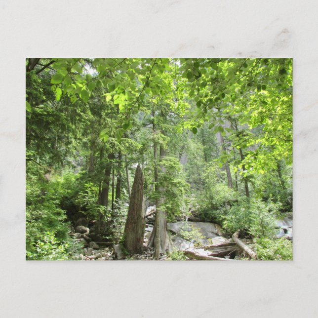 Magic Grönt Forest Scene. Vykort (Framsida)