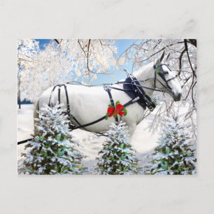 "Magic in Harness" Vykort