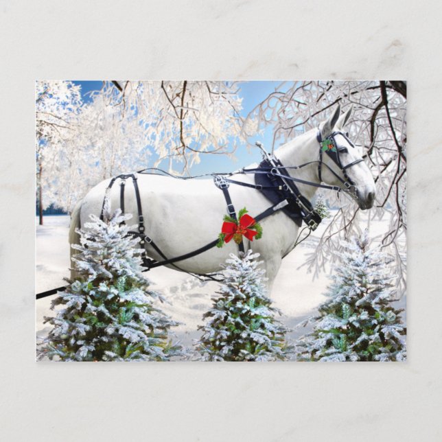 "Magic in Harness" Vykort (Framsida)