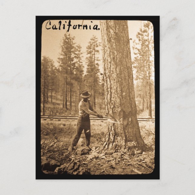 Magic Lantern Logging in the Butte Valley, CA Vykort (Framsida)